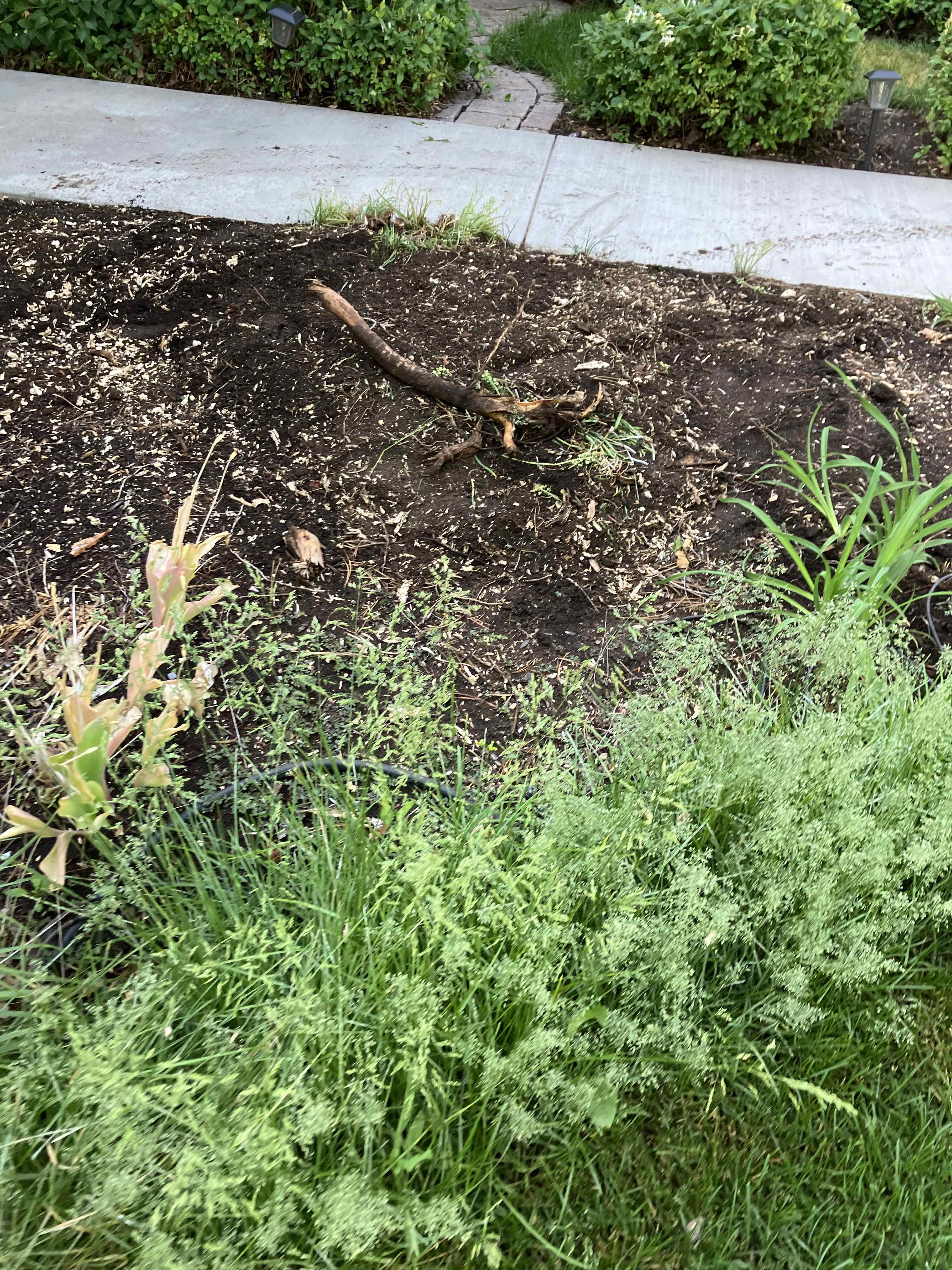 American Fork stump grinding