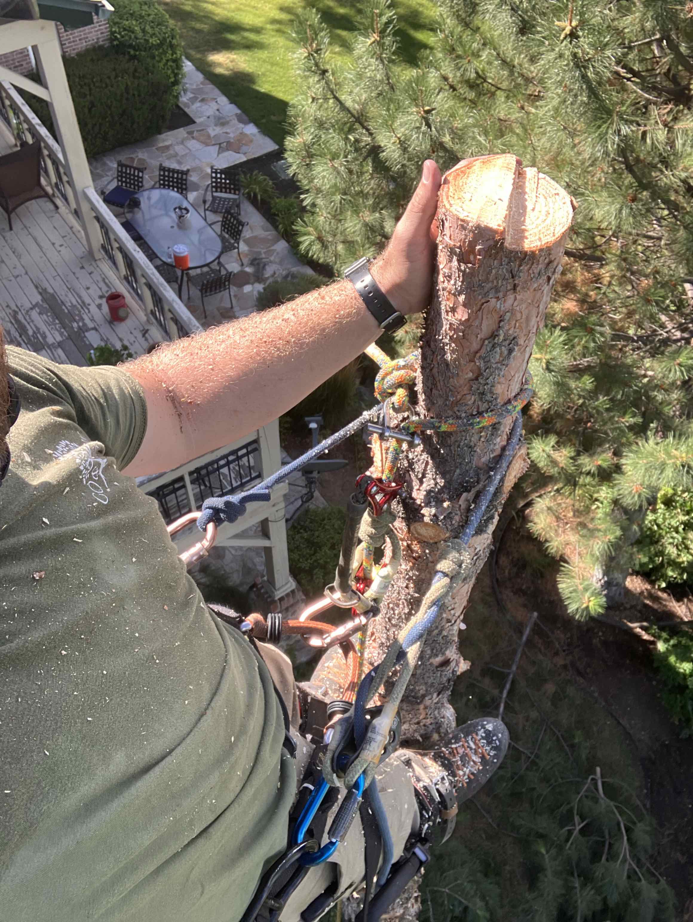 Tree Removal Project 1