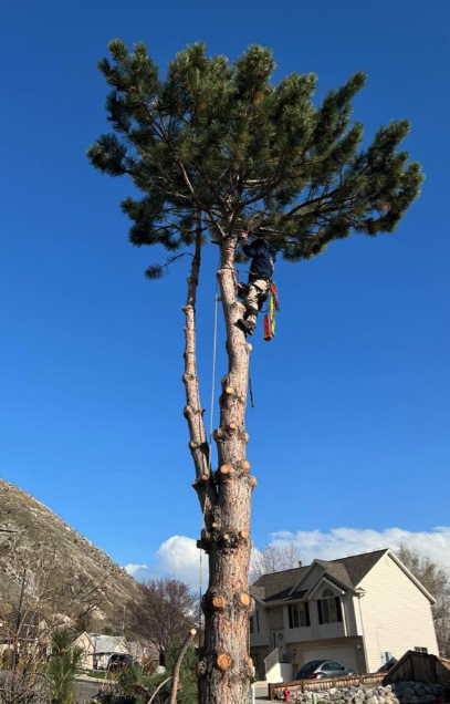 Tree Trimming Project 2